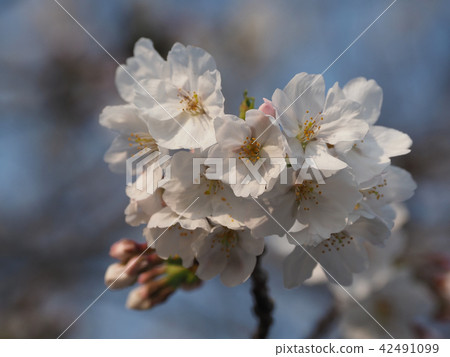 櫻花（天然紋理） 42491099