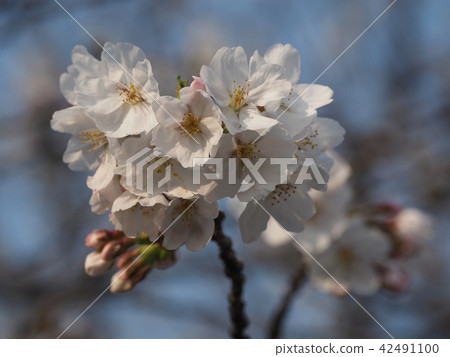 櫻花（天然紋理） 42491100