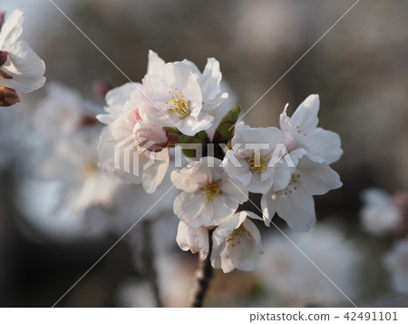 Sakura (natural texture) 42491101