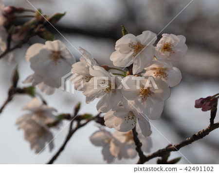 櫻花（天然紋理） 42491102