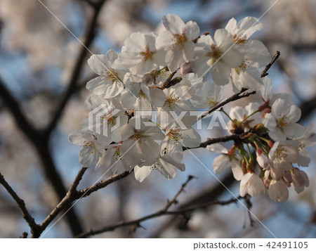 Sakura (natural texture) 42491105
