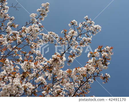 櫻花(天然紋理) 櫻花(天然紋理) 42491170