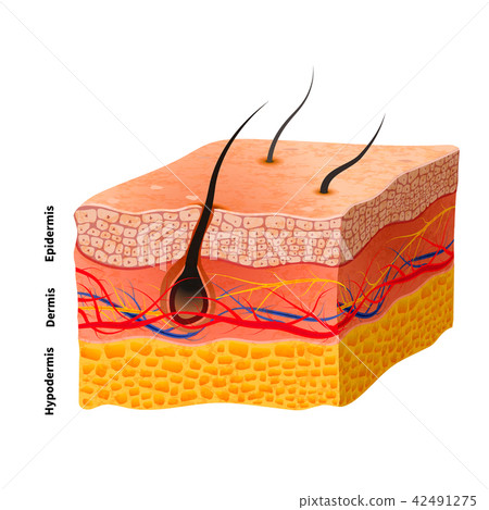 Detailed human skin structure, medical illustration Detailed human skin structure, medical illustration 42491275