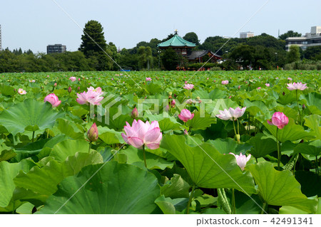 Lotus flower of Shinobazu Pond and Shinobazu Bento 42491341