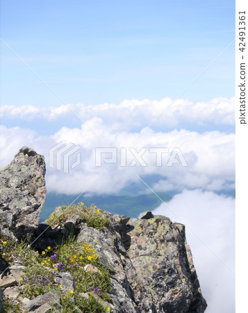 Southern Alps Senjogadake mountain climbing Southern Alps Senjogadake mountain climbing 42491361