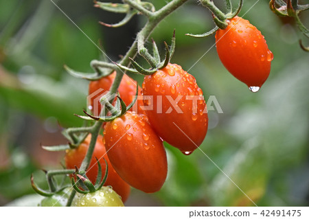 Mini tomato at home garden 42491475