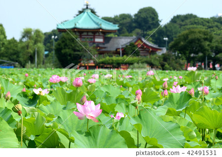 Lotus flower of Shinobazu Pond and Shinobazu Bento Lotus flower of Shinobazu Pond and Shinobazu Bento 42491531