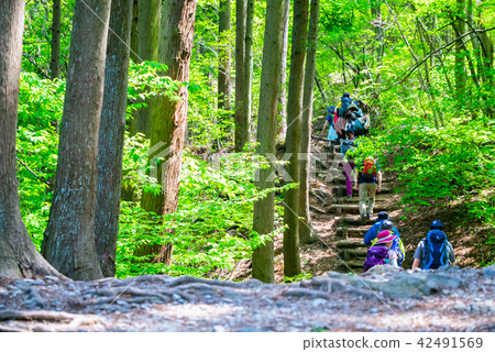 埼玉縣秩父區長瀞寶山遠足 埼玉縣秩父區長瀞寶山遠足 42491569