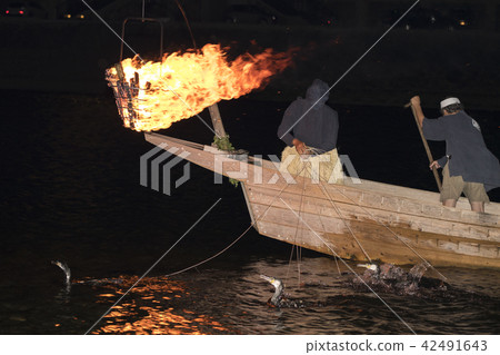 [Gifu Prefecture] Nagara Cormorant 42491643