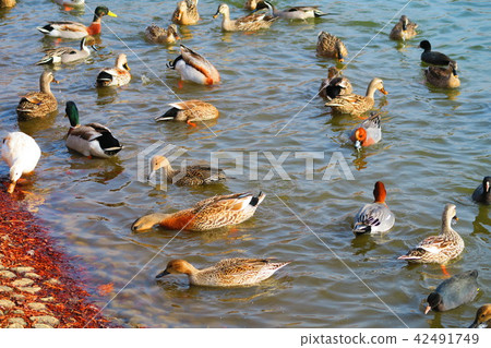景觀與水鳥（野鴨，cargamos等） 42491749