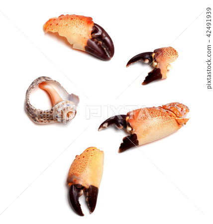 Snow-covered bush in winter spruce forest  42491939