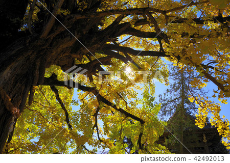 Honkoku-ji的Okachiki銀杏 42492013