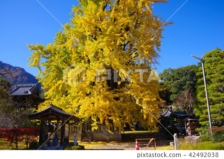 Okachiki ginkgo in Honkoku-ji Okachiki ginkgo in Honkoku-ji 42492038