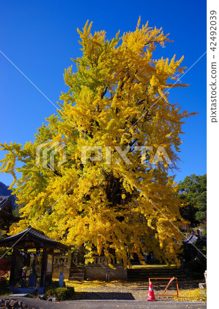 Okachiki ginkgo in Honkoku-ji 42492039