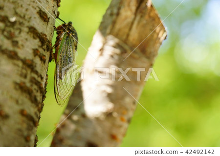 冬季第3季 冬季第3季 42492142