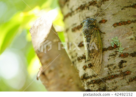 冬季的第16季 冬季的第16季 42492152