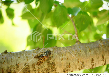 Abrasma 1 in a hot summer forest 1 Abrasma 1 in a hot summer forest 1 42492155
