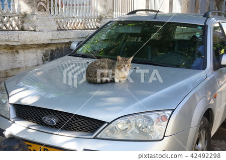 Cat Cat 42492298