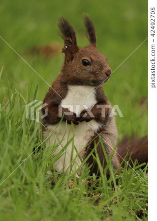 Ezorisu Ezorisu 42492708