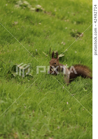 Ezorisu Ezorisu 42492714