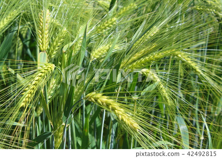 field of barley with barley ears field of barley with barley ears 42492815
