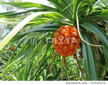 阿丹 阿丹 42492819