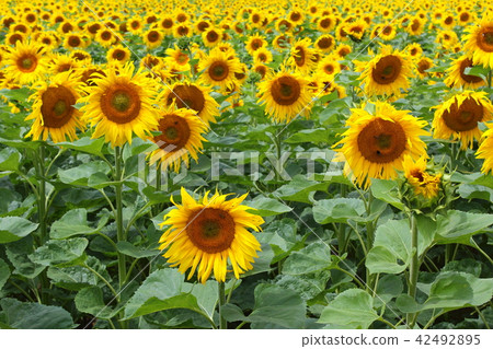 field with common sunflowers (Helianthus annuus) 42492895