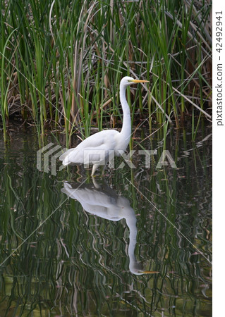 Heron Heron 42492941