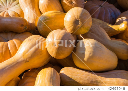Orange autumn pumpkins 42493046