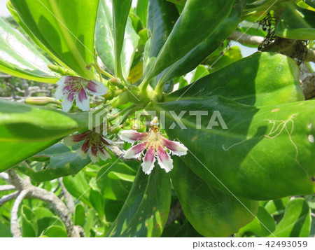 Flower of Xasatabella Flower of Xasatabella 42493059