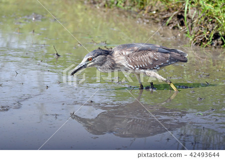 幼蟲(山羊的幼鳥)在食物上捕食 幼蟲(山羊的幼鳥)在食物上捕食 42493644