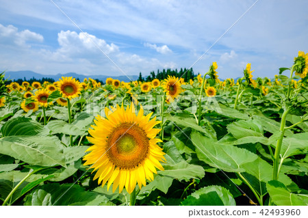 Sunflower (Tsunami Sunflower Square) 42493960