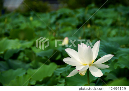 彩票抽獎 42494129