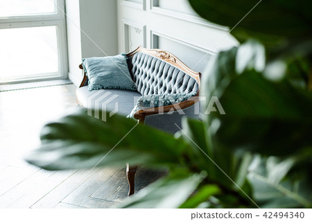 Interior of a living room. Sofa big rubber plant. Interior of a living room. Sofa big rubber plant. 42494340