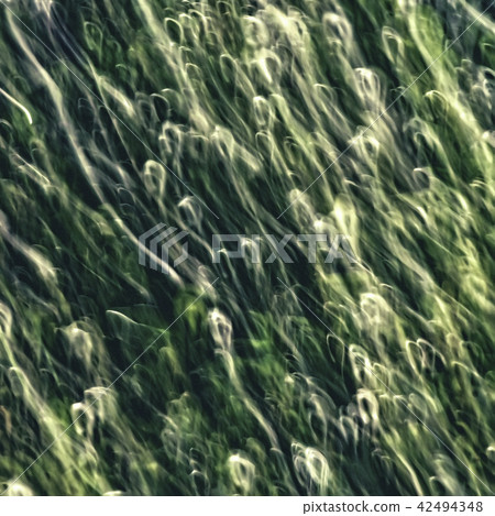 Plant Abstract Plant Abstract 42494348