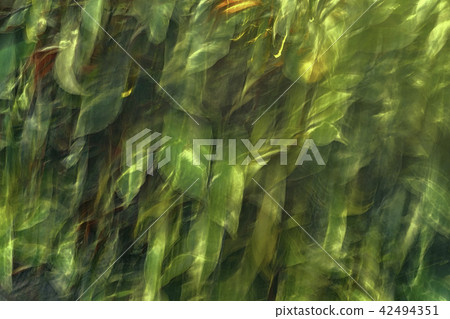 Plant Abstract Plant Abstract 42494351