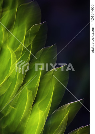 Plant Abstract Plant Abstract 42494406