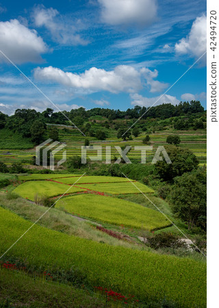 奈良縣明日香的水稻梯田的Satoyama Higishi花和稻田早秋 奈良縣明日香的水稻梯田的Satoyama Higishi花和稻田早秋 42494720