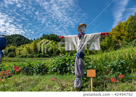 Nara Prefecture Asuka early autumn Satoyama Higishihana and Rice field Scenic mountain Road 42494792