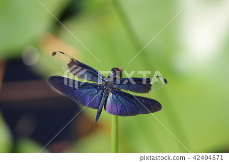 蝴蝶蜻蜓 蝴蝶蜻蜓 42494871