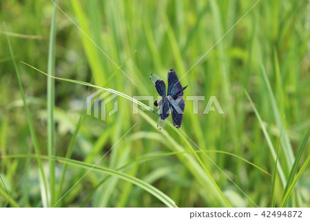 Butterfly dragonfly Butterfly dragonfly 42494872
