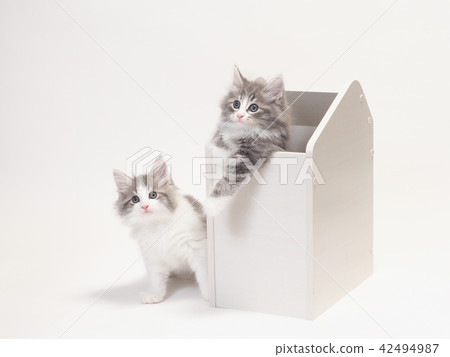 Two kitten of Norway Jiang Forest Kuat Two kitten of Norway Jiang Forest Kuat 42494987