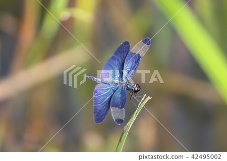 蝴蝶蜻蜓 蝴蝶蜻蜓 42495002