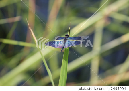 Butterfly dragonfly Butterfly dragonfly 42495004