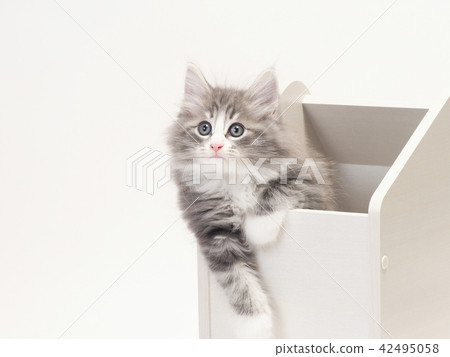 A kitten of Norway Jiang Forest Kuat in the box 42495058