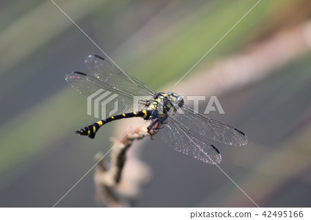 Taiwan Uchiyayama Taiwan Uchiyayama 42495166