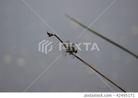 Taiwan Uchiyayama Taiwan Uchiyayama 42495171