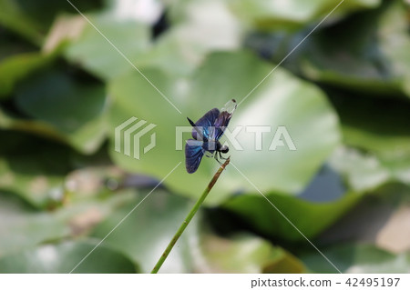 蝴蝶蜻蜓 蝴蝶蜻蜓 42495197