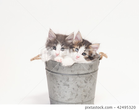 兩個碗在鍋蓋挪威江森林小貓的小貓 42495320