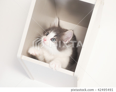 A kitten of Norway Jiang Forest Kuat in the box 42495491